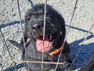 Labradoodle dogs Open to offer, Labradoodle puppies - Advert 2