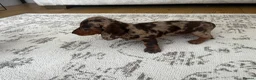 Miniature Dachshund dogs for sale: Miniature smooth haired Dachshund  in Tredegar - Advert 18