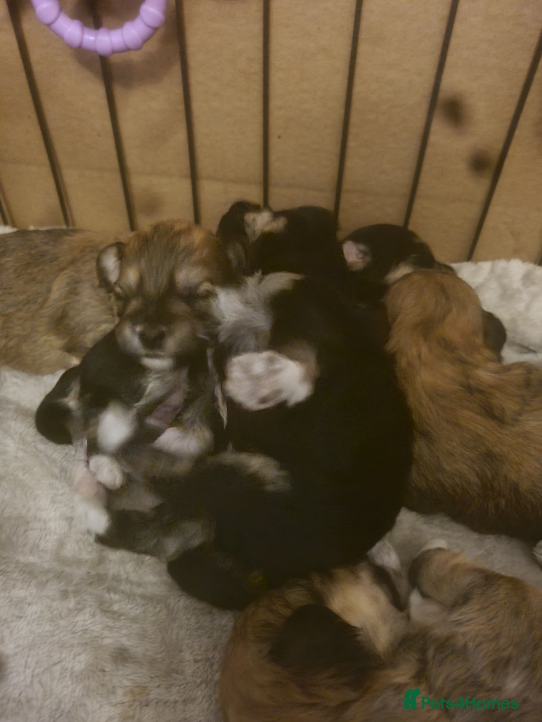 Maltipoo dogs for sale: MALTIPOO 🥰🥰 READY TO LEAVE  - Advert 23