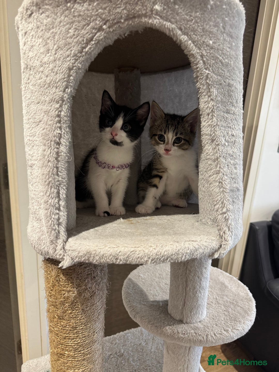 Mixed Breed cats for sale: 3 adorable female kittens  - Image 13