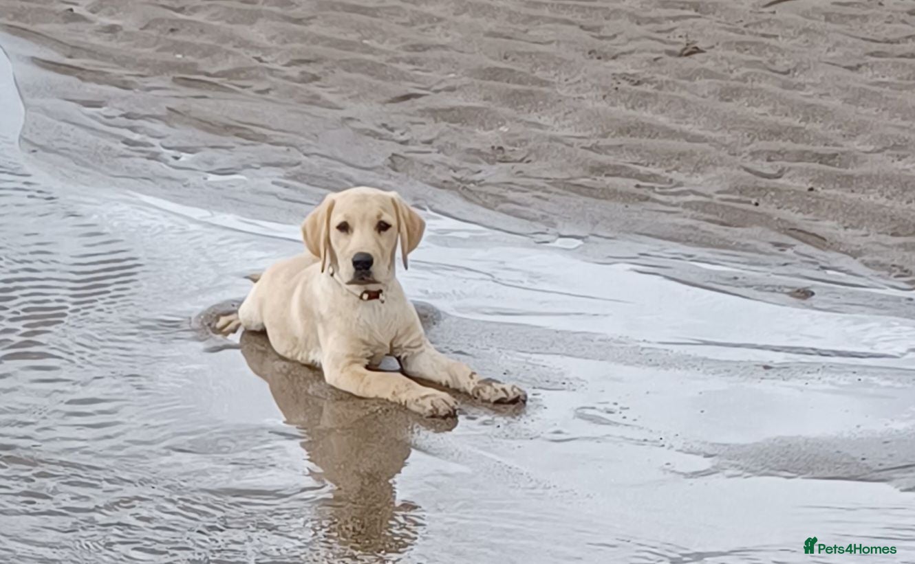 Labrador Retriever dogs Last golden girl looking for her forever home - Advert 1