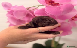 Cocker Spaniel dogs for sale: Stunning litter of show cocker spaniels  - Image 9