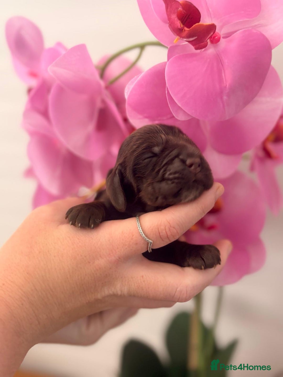 Cocker Spaniel dogs for sale: Stunning litter of show cocker spaniels  - Image 9