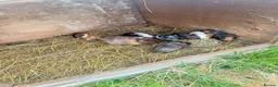Guinea Pig rodents for sale: Beautiful guinea pigs  - Advert 14