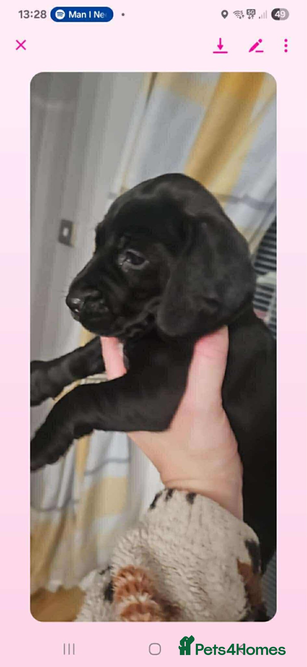 Mixed Breed dogs for sale: Adorable pups looking for new home  - Advert 12