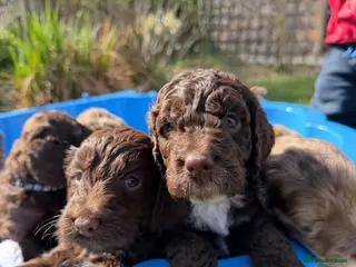 Cockapoo dogs Cockapoo puppies for sale - Advert 12