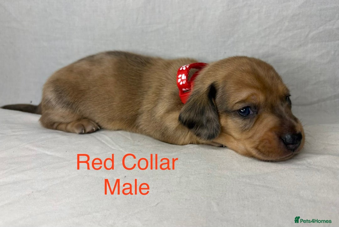 Miniature Dachshund dogs for sale: Miniature Dachshund Puppies💕 - Advert 26