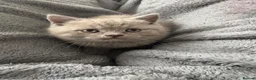British Shorthair cats for sale: British shorthair kittens  - Advert 7