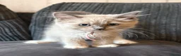 Ragdoll cats for sale: 🩷READY TO LEAVE NOW💙 - Advert 18
