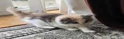 Mixed Breed cats for sale: 2 Beautiful Female Kittens 11 Weeks Old - Advert 6