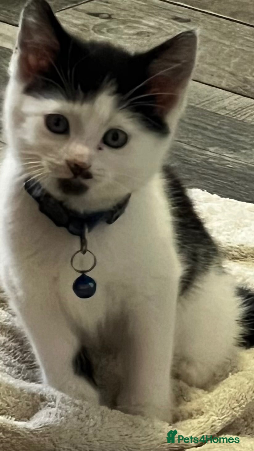Mixed Breed cats 2 x kittens available for their new homes  - Advert 1