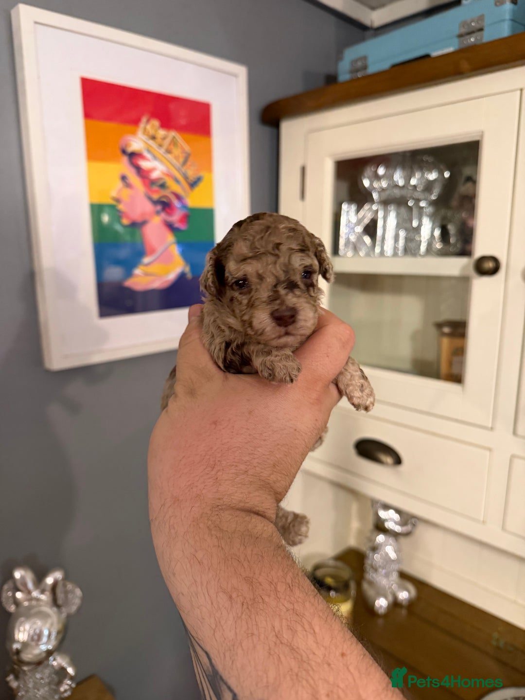 Toy Poodle dogs for sale: Gorgeous toy poodles  - Advert 5