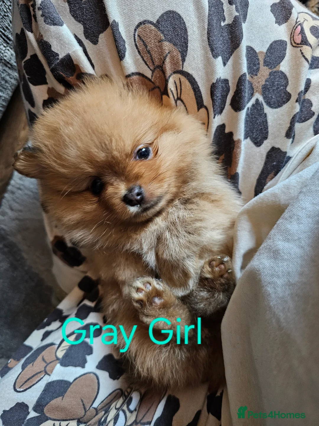 Pomeranian dogs for sale: 4 baby pomeranians for sale - Advert 24