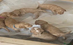 Cockapoo dogs for sale: - 3 Cockapoo Puppies - ! collect today ! Chester - - Image 24