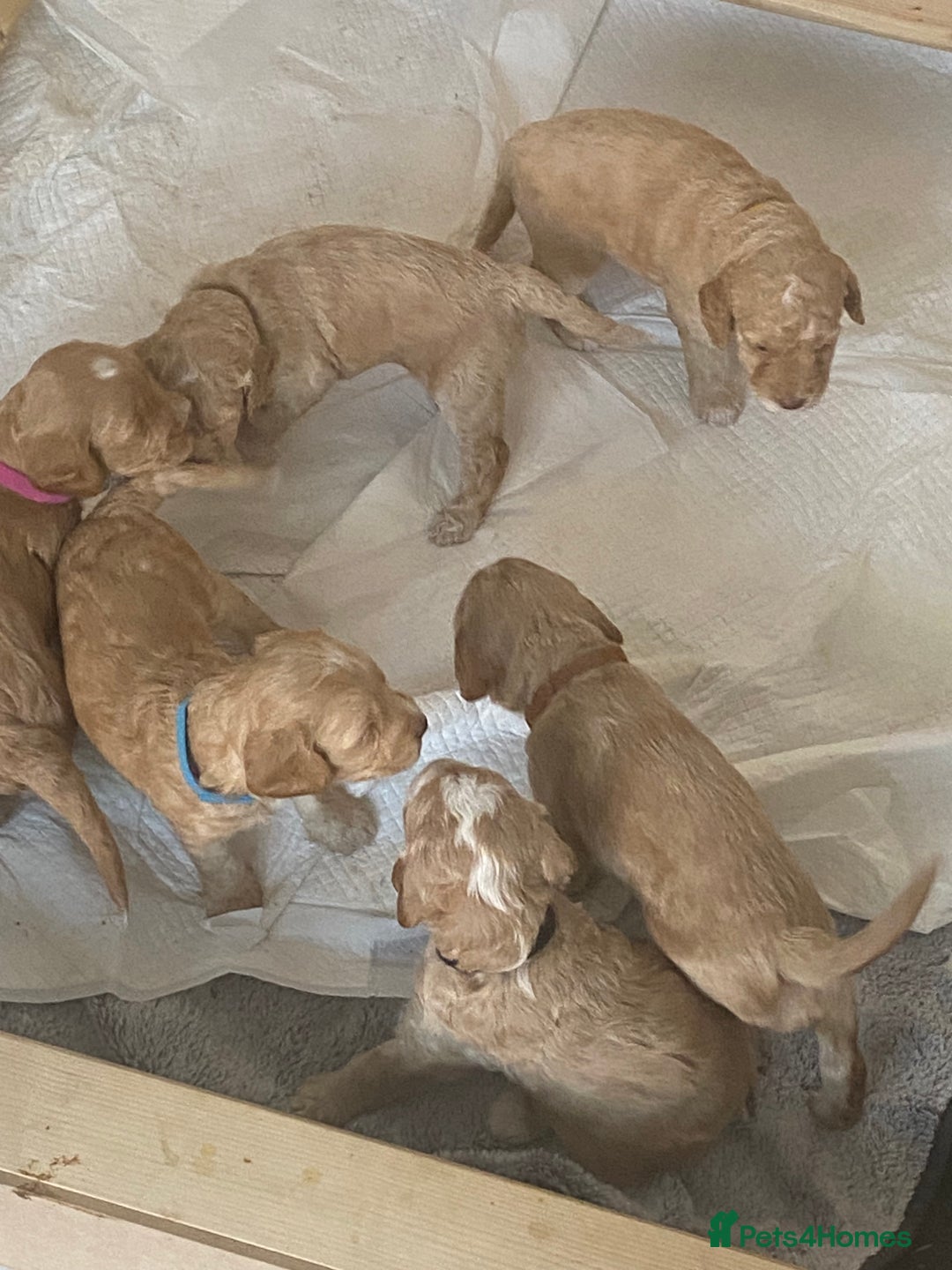 Cockapoo dogs for sale: - 3 Cockapoo Puppies - ! collect today ! Chester - - Image 24