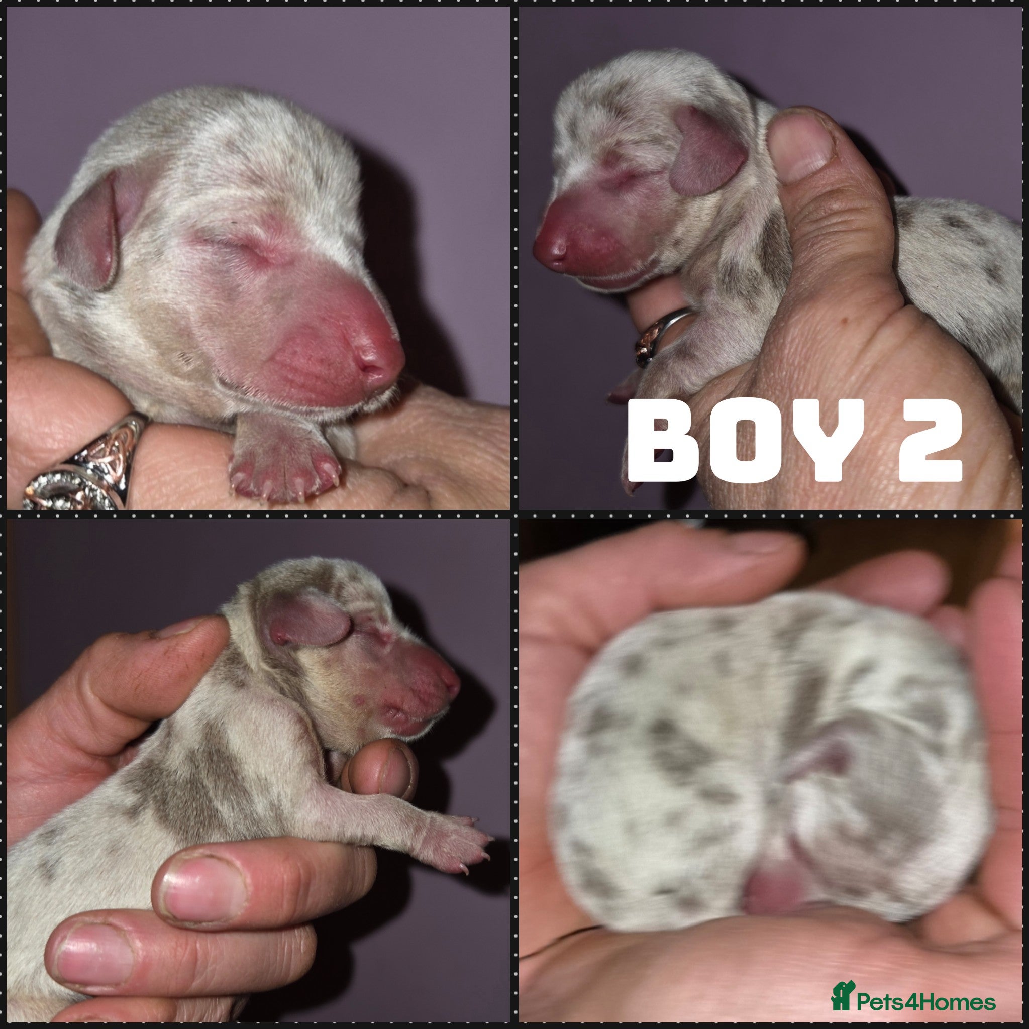 Miniature Dachshund dogs True Quality Minature Dachshunds - Advert 12