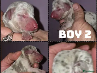 Miniature Dachshund dogs True Quality Minature Dachshunds - Advert 15