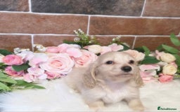 Miniature Dachshund dogs for sale: READY NOW STUNNING KC CREAM MINI DACHSHUNDS  - Image 12