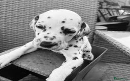 Dalmatian dogs for sale:  Just 2 full hearing puppies by champion parents  - Image 22