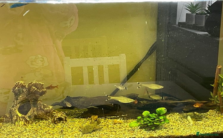 Angelfish fish - Advert 1