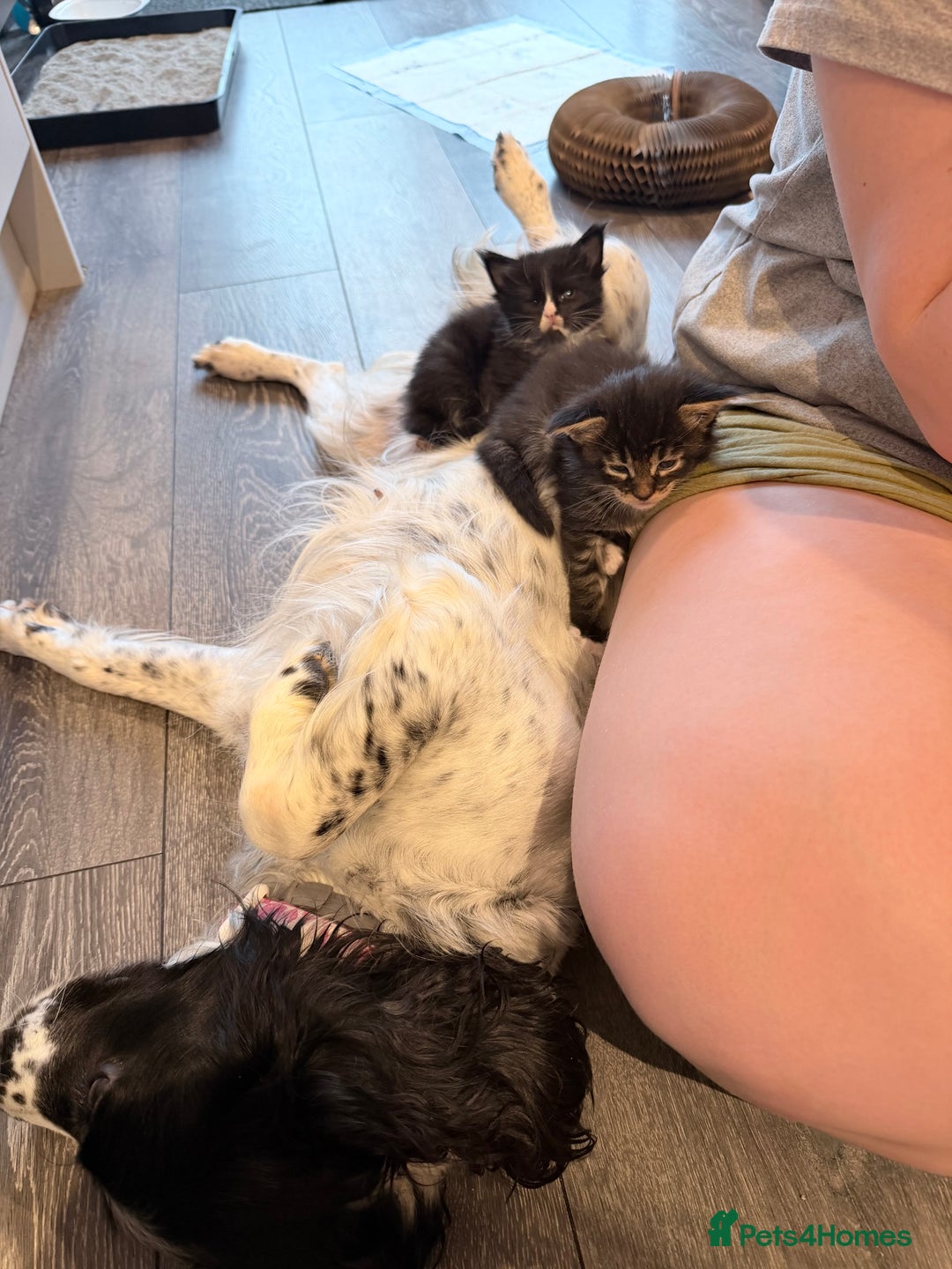 Maine Coon cats for sale: TICA reg adorable Maine Coon baby kittens  - Advert 14