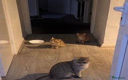 British Shorthair cats for sale: Golden bsh black tip  - Image 4
