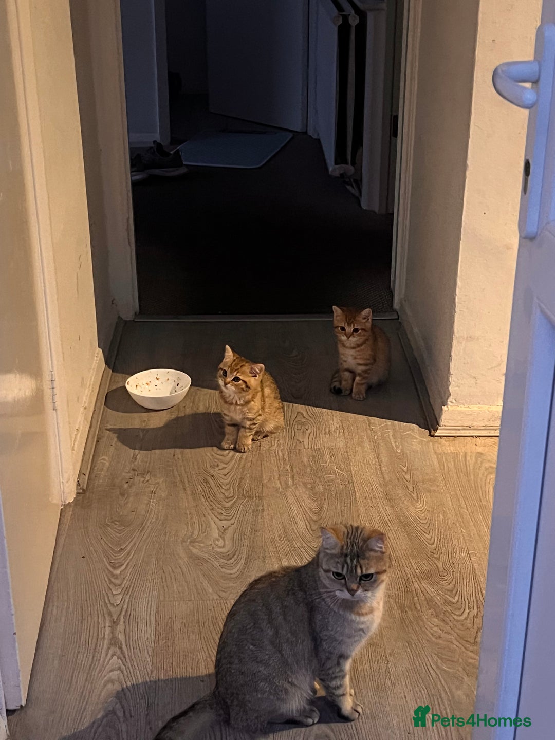 British Shorthair cats for sale: Golden bsh black tip  - Image 4