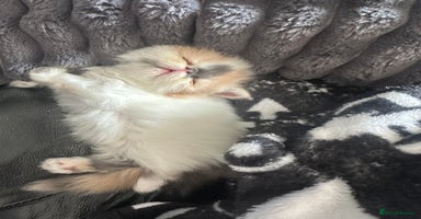 Persian cats - Advert 13