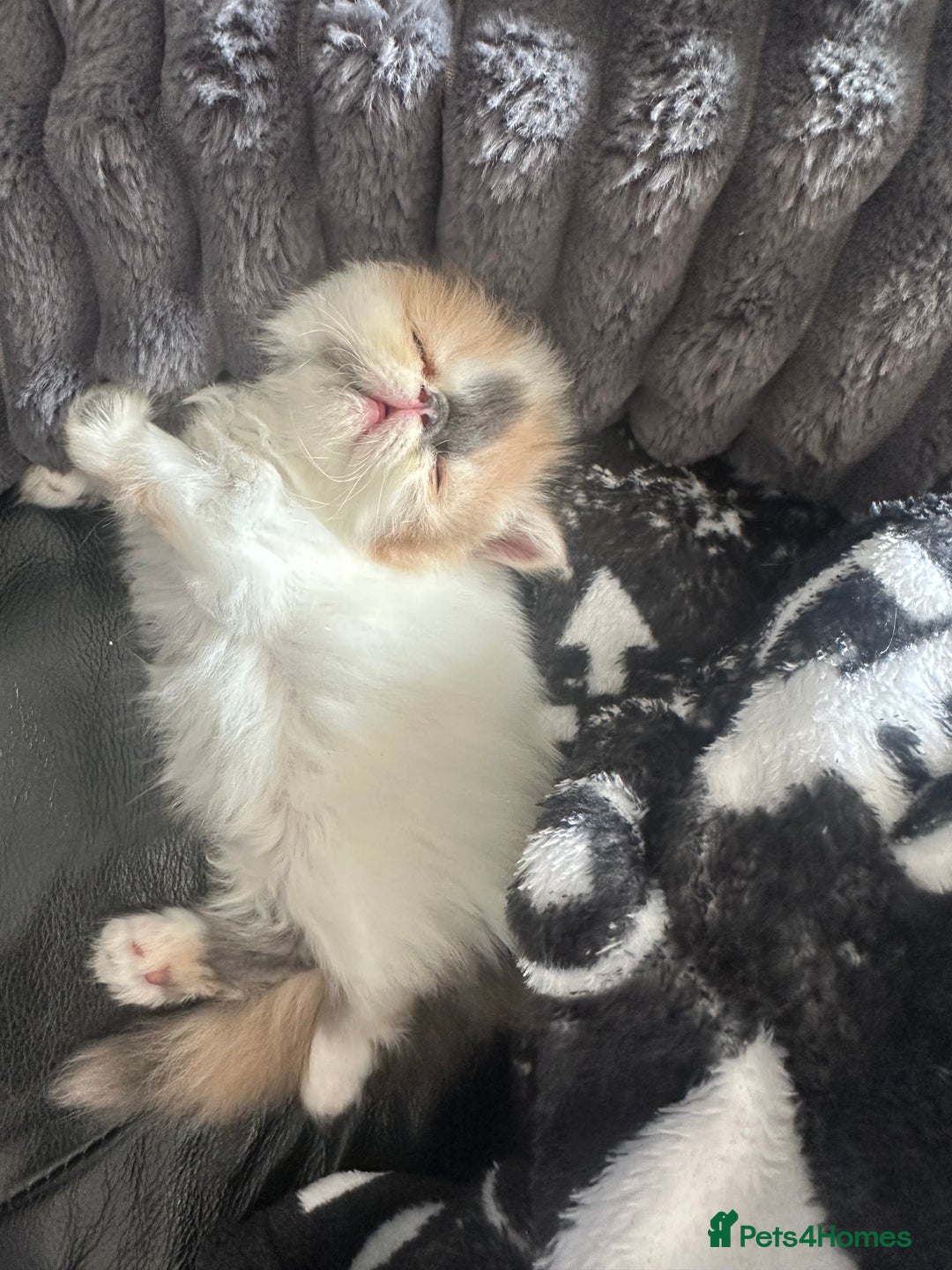 Persian cats for sale: Stunning Persian kittens  - Image 3