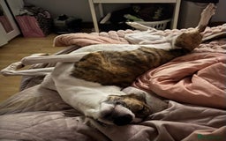 Mixed Breed dogs for sale: Whippet x Collie called Neo - Image 2