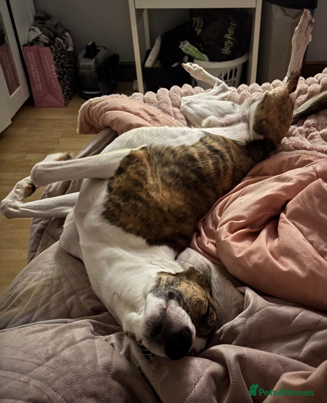 Mixed Breed dogs for sale: Whippet x Collie called Neo - Image 2