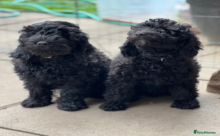Mini Goldendoodle dogs in Hereford - Advert 1