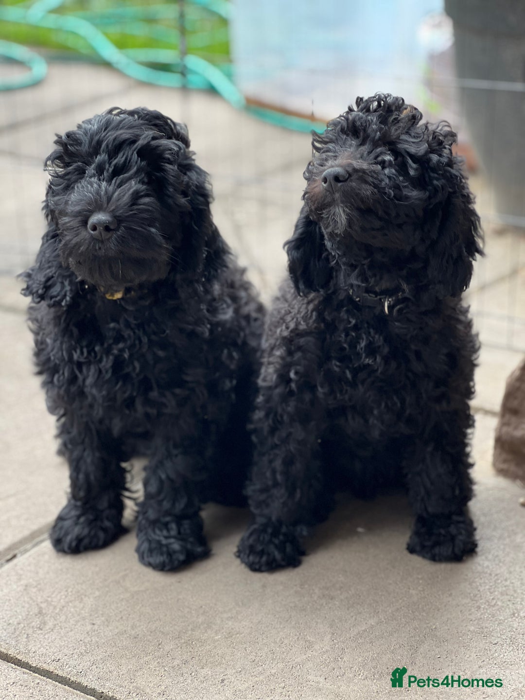Mini Goldendoodle dogs for sale: Black miniature golden-doodle in Hereford - Image 1