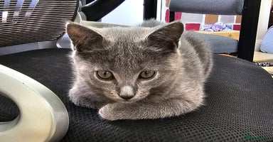 Chartreux cats - Advert 8