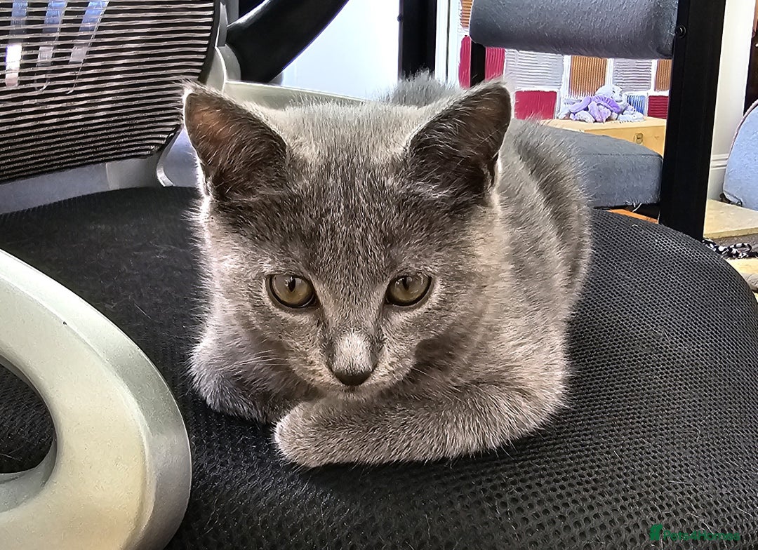 Chartreux cats for sale: 🌟Exclusive GCCF Chartreux Kitten – Elegant Amber - Image 3
