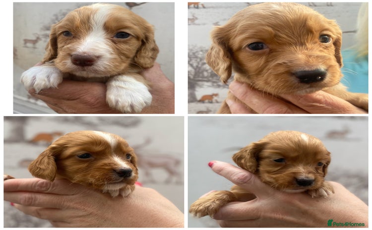 Cocker Spaniel dogs - Advert 14