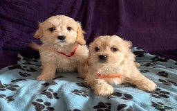 Cavachon dogs for sale: Cute Cavachon puppies  - Image 13