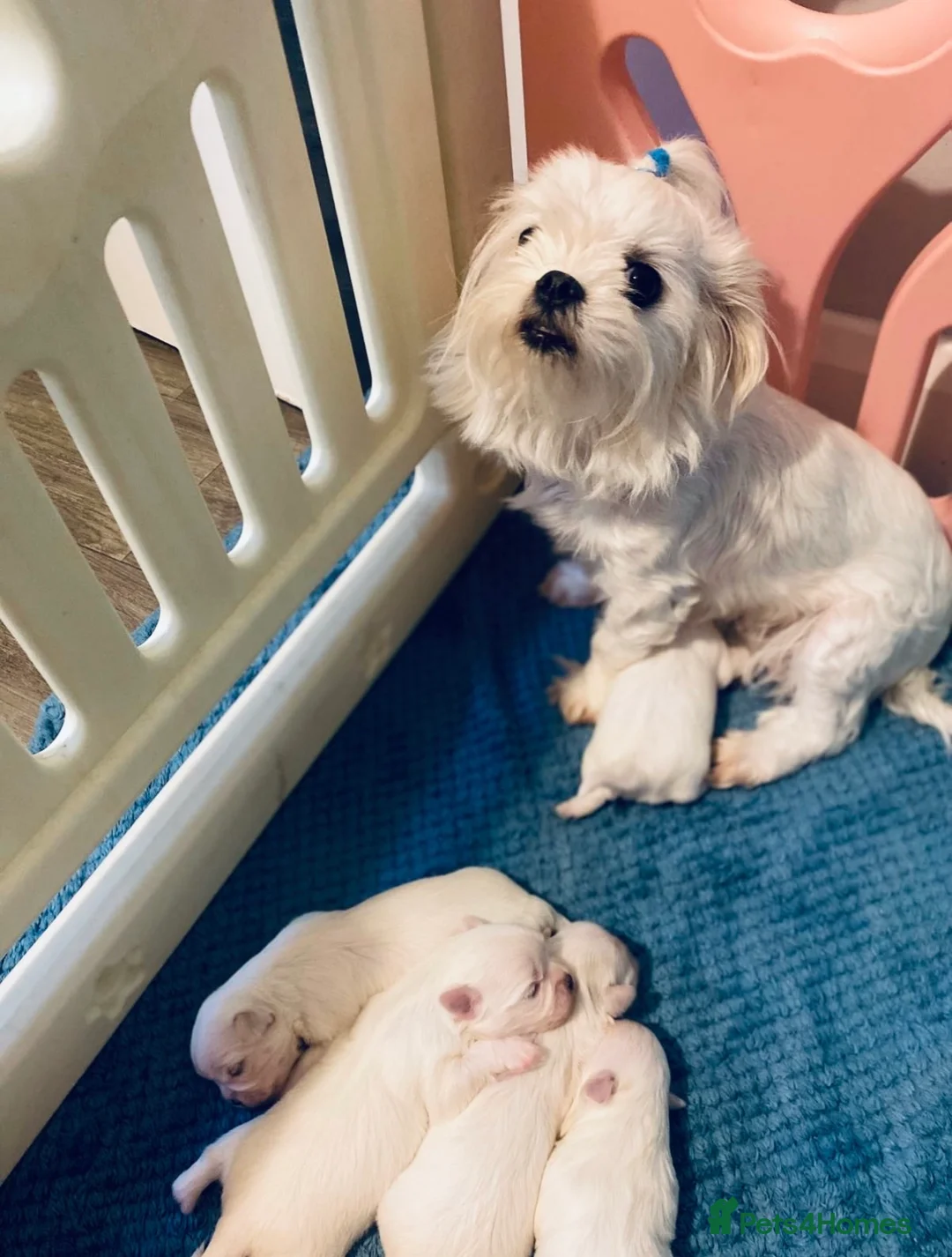 Maltese dogs for sale: Korean Maltease puppies  - Advert 2