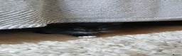 Mixed Breed cats for sale: *1 girl left* - Advert 2