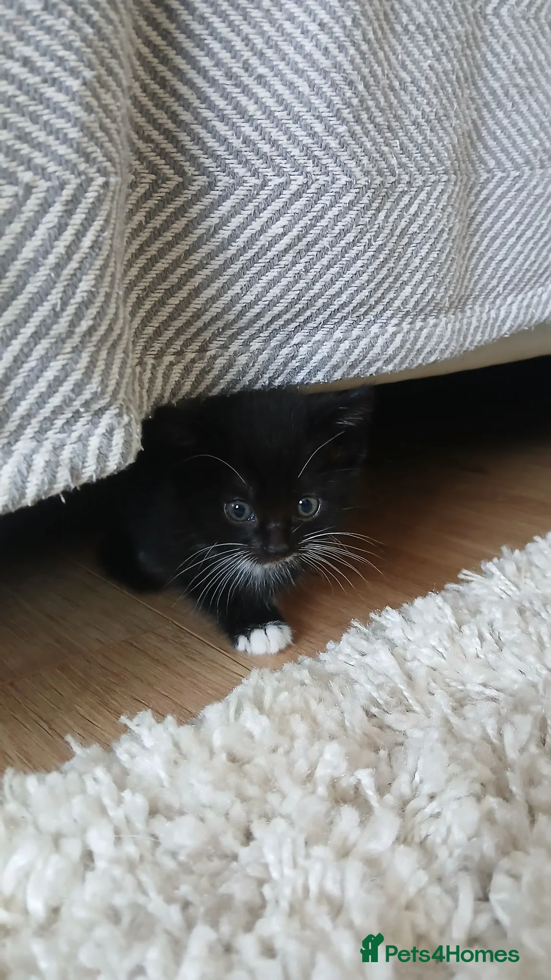 Mixed Breed cats for sale: *1 girl left* - Advert 2