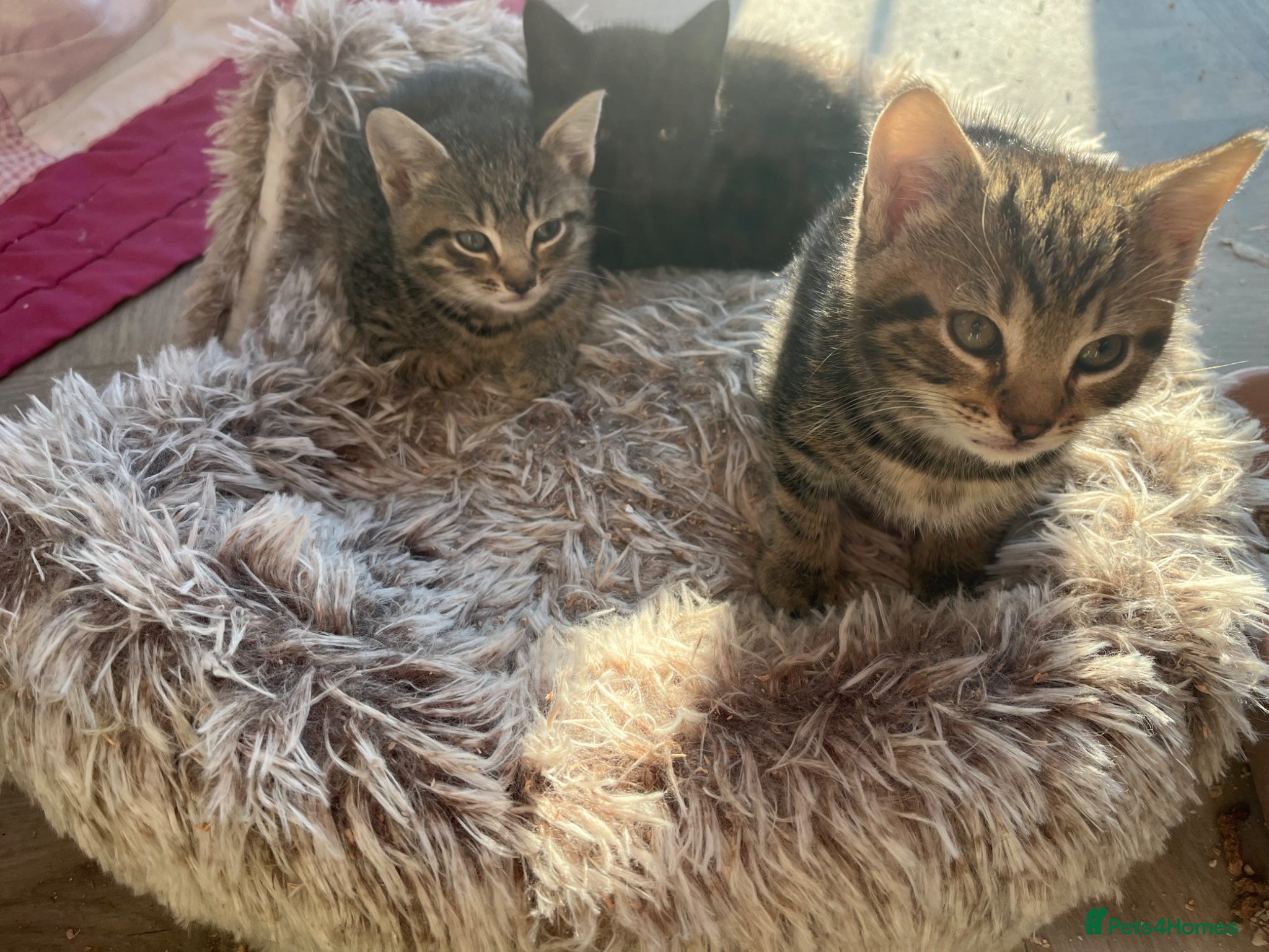 Domestic Shorthair cats Male kittens ready for forever homes - Advert 8