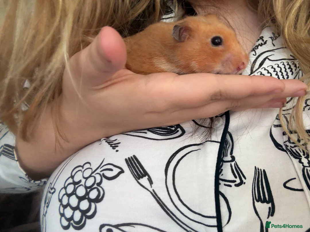 Hamster rodents for sale: two female hamsters for sale  in Newcastle upon Tyne - Advert 2