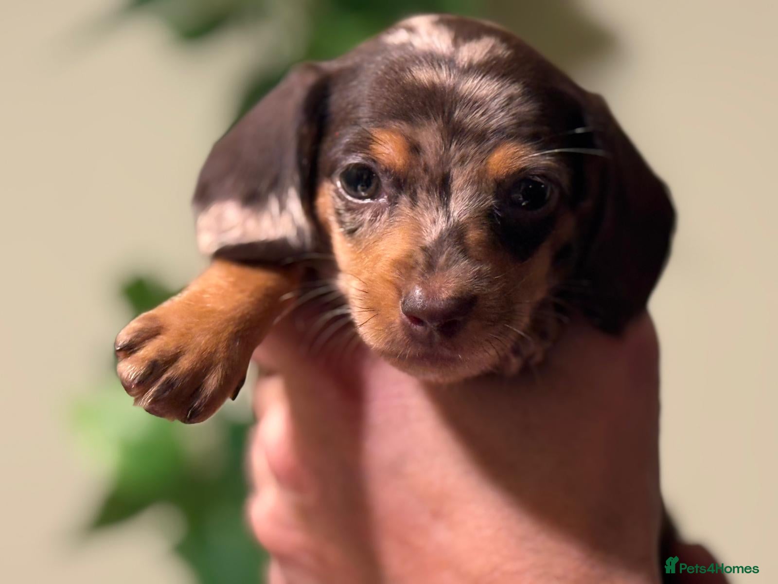 Miniature Dachshund dogs ⚜️Charming Little Puppies ⚜️ - Advert 5