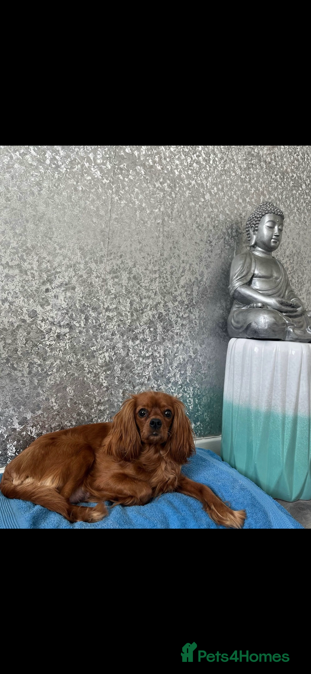 Cavalier King Charles Spaniel dogs for sale: 4 beautiful chunky puppies. 4 days old - Image 4
