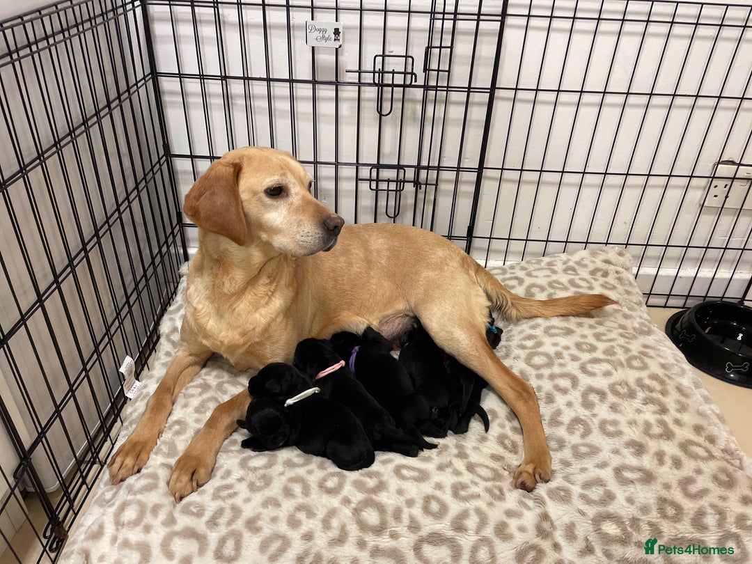 Labrador Retriever dogs for sale: Beautiful Labrador puppy’s  - Advert 2