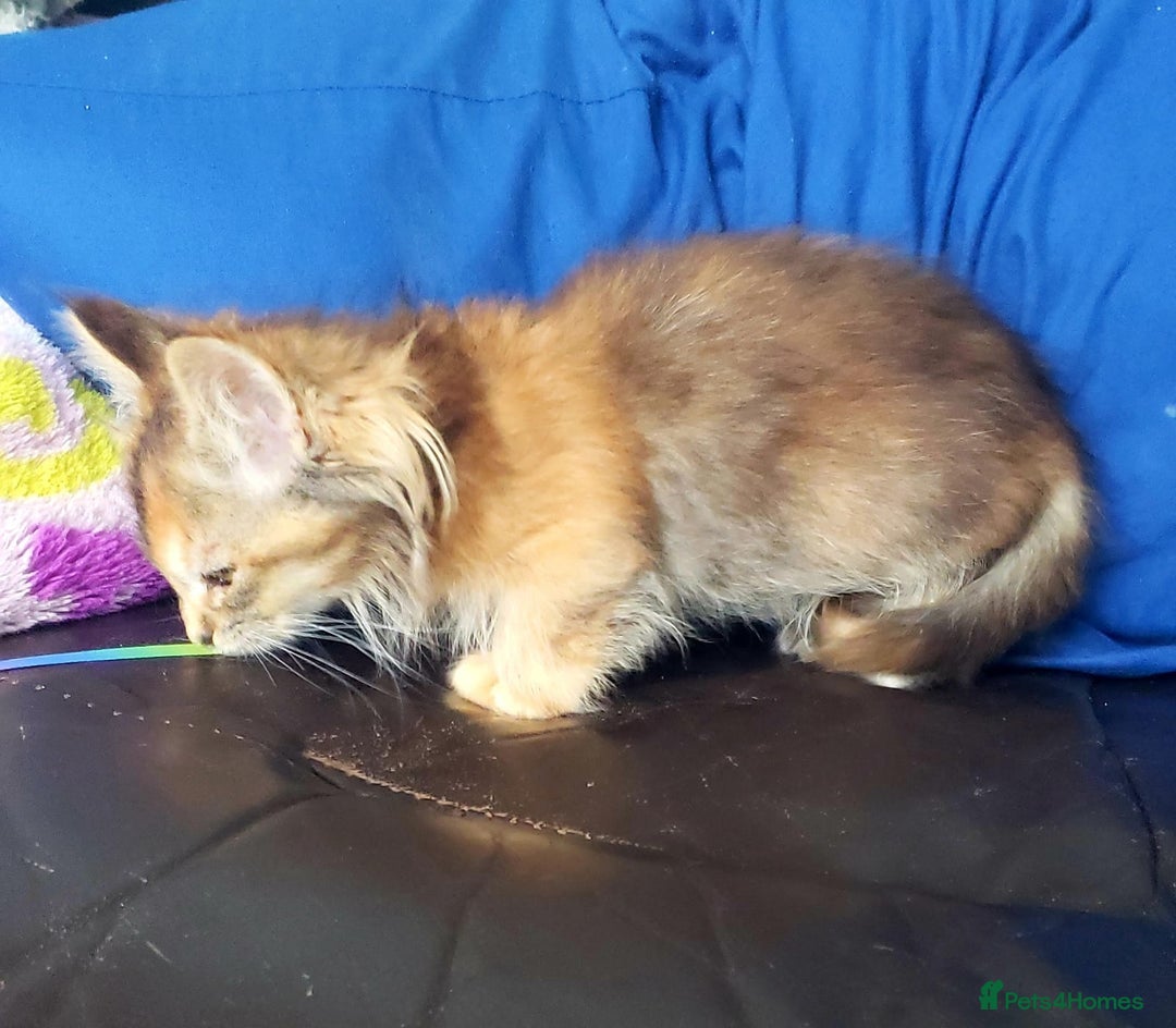 Munchkin cats for sale: Munchkin, Sausage kittens - Image 2