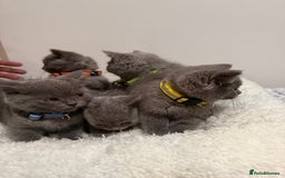 British Longhair cats for sale: Beautiful blues - Image 4