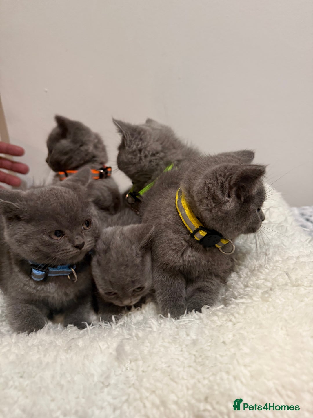 British Longhair cats for sale: Beautiful blues - Image 4
