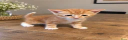 Mixed Breed cats for sale: Bengal Mix Kittens – 4 ginger Boys & 1 tabbyGirl - Advert 2