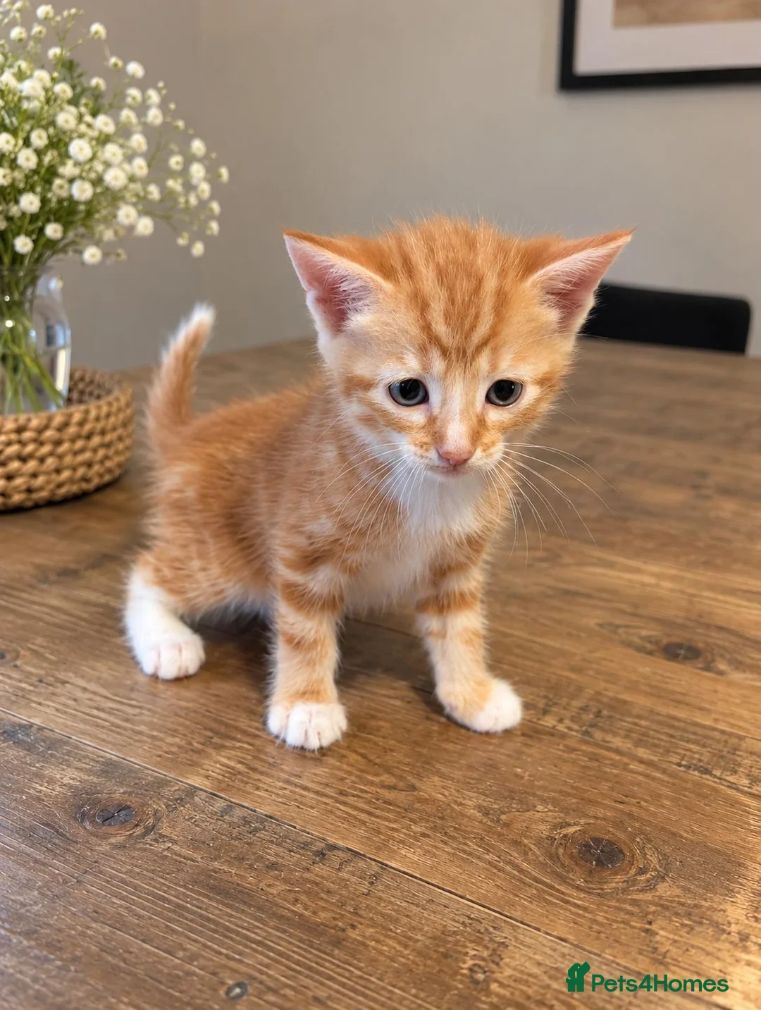 Mixed Breed cats for sale: Bengal Mix Kittens – 4 ginger Boys & 1 tabbyGirl - Advert 2